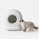 A fluffy cream and brown cat stands beside a white spherical cat litter box on a seamless white studio background.