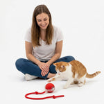 Small dog engaging with the interactive rolling pet ball