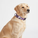 Close-up of the buckle and nylon strap on the PAWZINA AirTag dog collar