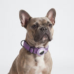 Dog wearing a PAWZINA collar during a supervised walk