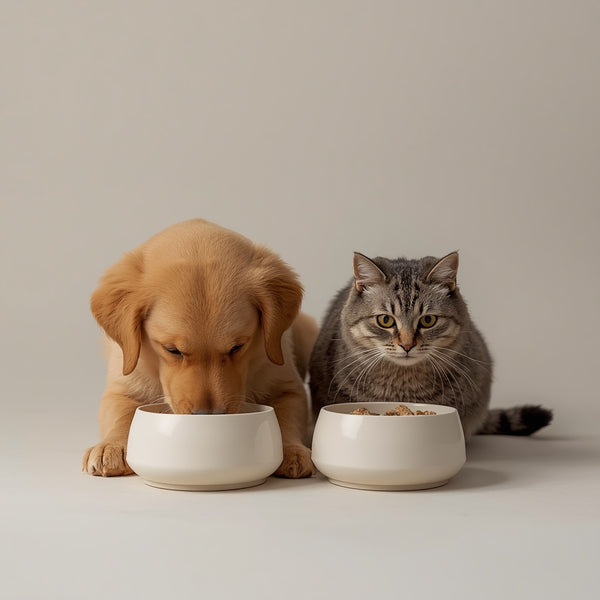 A golden retriever puppy and a gray tabby cat sit side by side behind two white ceramic bowls on a light gray surface against a neutral beige background.